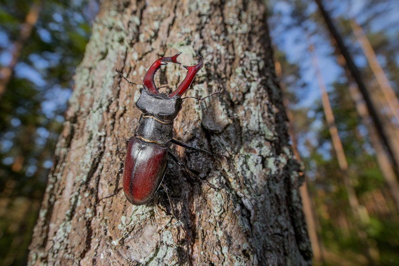 Lucanus cervus, Жук-олень, macro , wildlife, Lucanus cervus фото превью