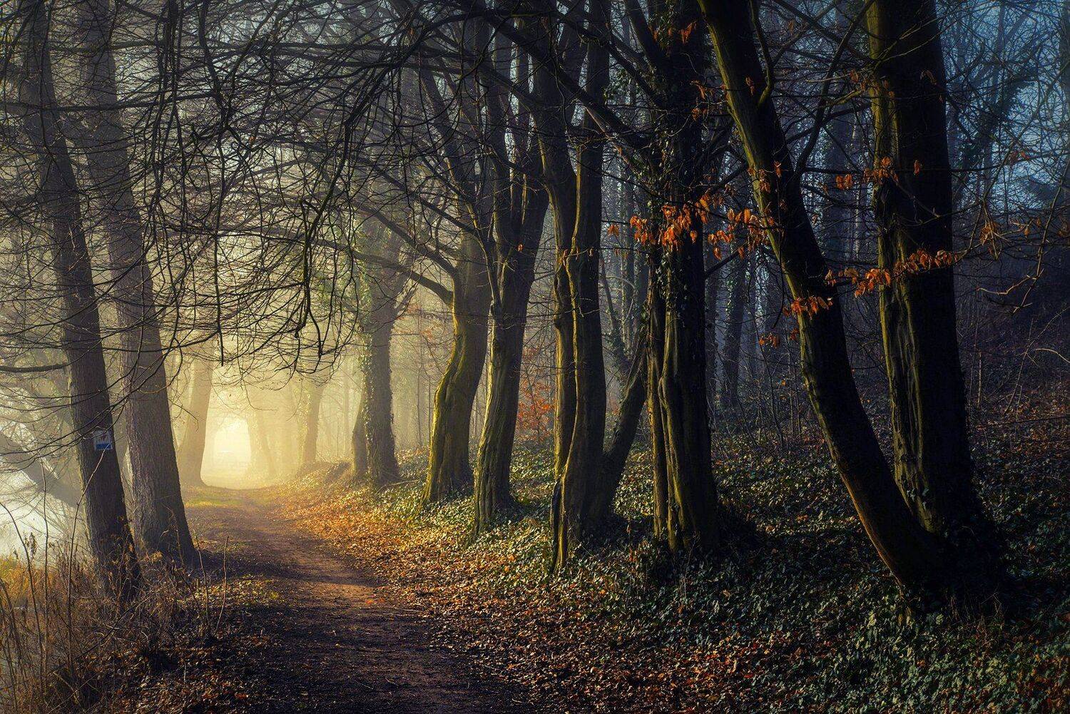 into the light path autumn road tree trees poland magic mist dranikowski nikon, Radoslaw Dranikowski