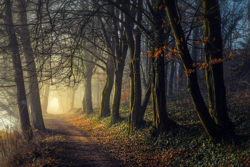 Into the light фото превью