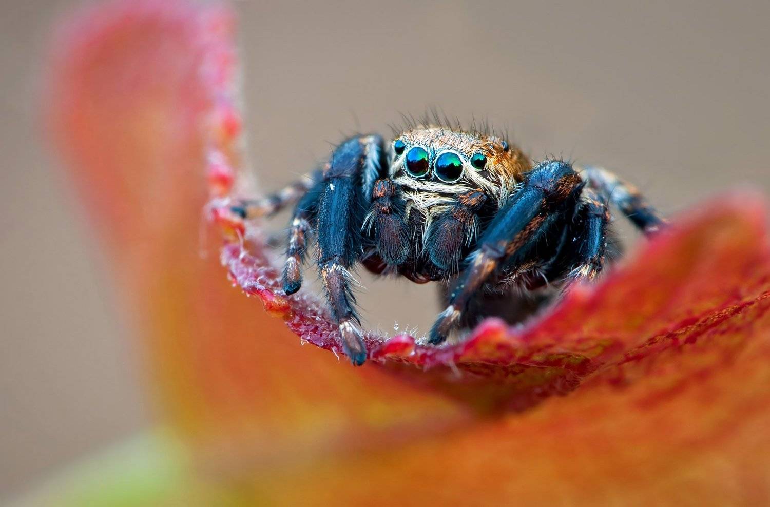 паук, скакун, глаза, Сергей Рубан