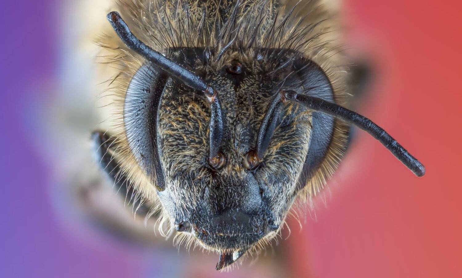 , ნიკოლოზ მესხი