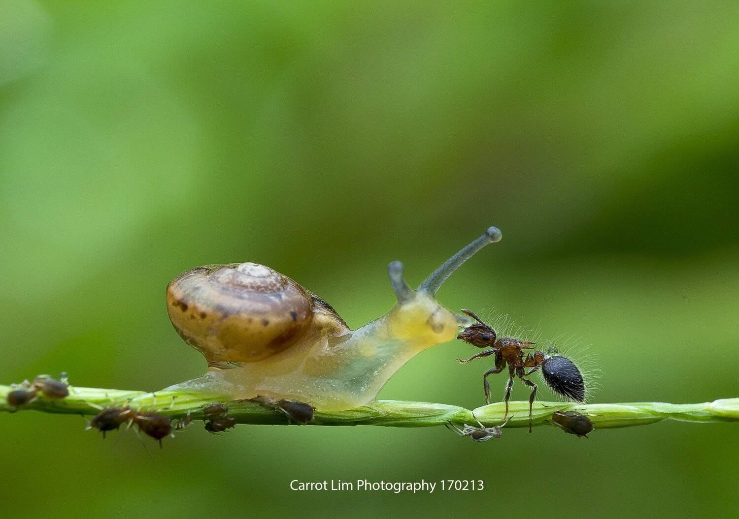 #macro#snail#ant#colors, Choo How Lim