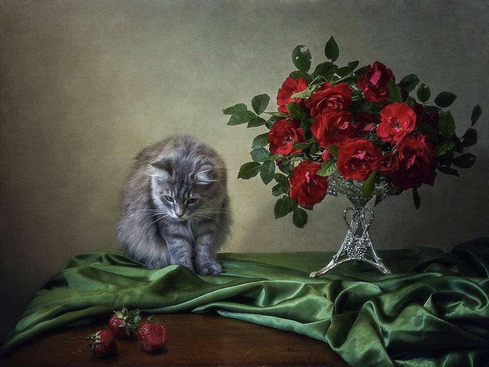 фото, домашние животные, кошки, кошка Масяня, розы, лето, букет, ваза, клубника, Ирина Приходько