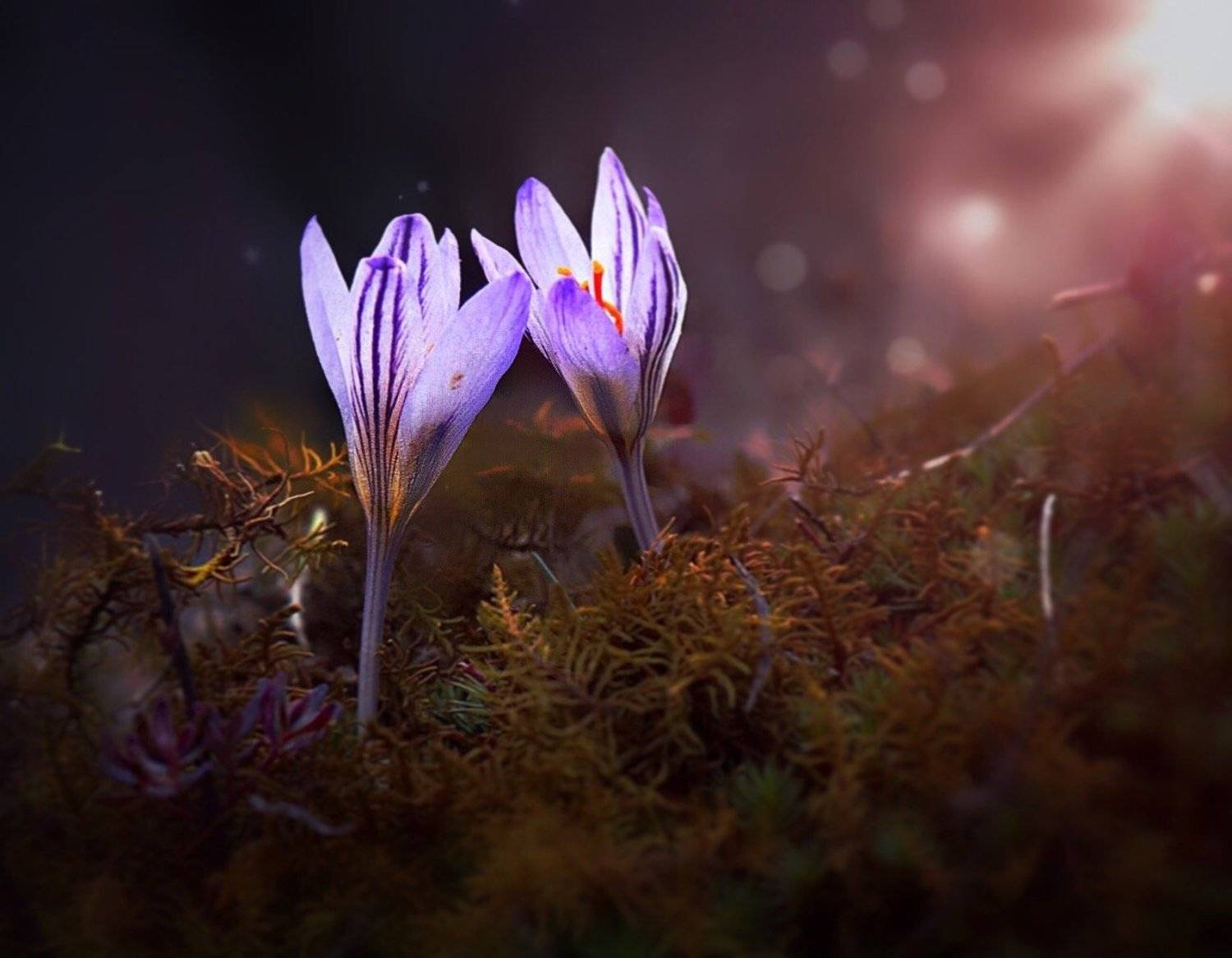 крокусы, цветы, флора, весна, Полина Серова
