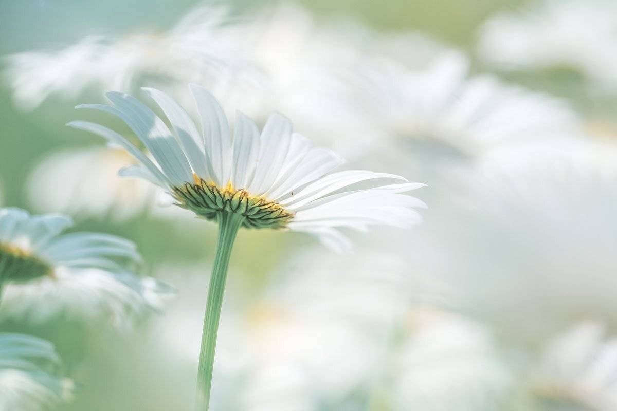 , Шинкарева Елена