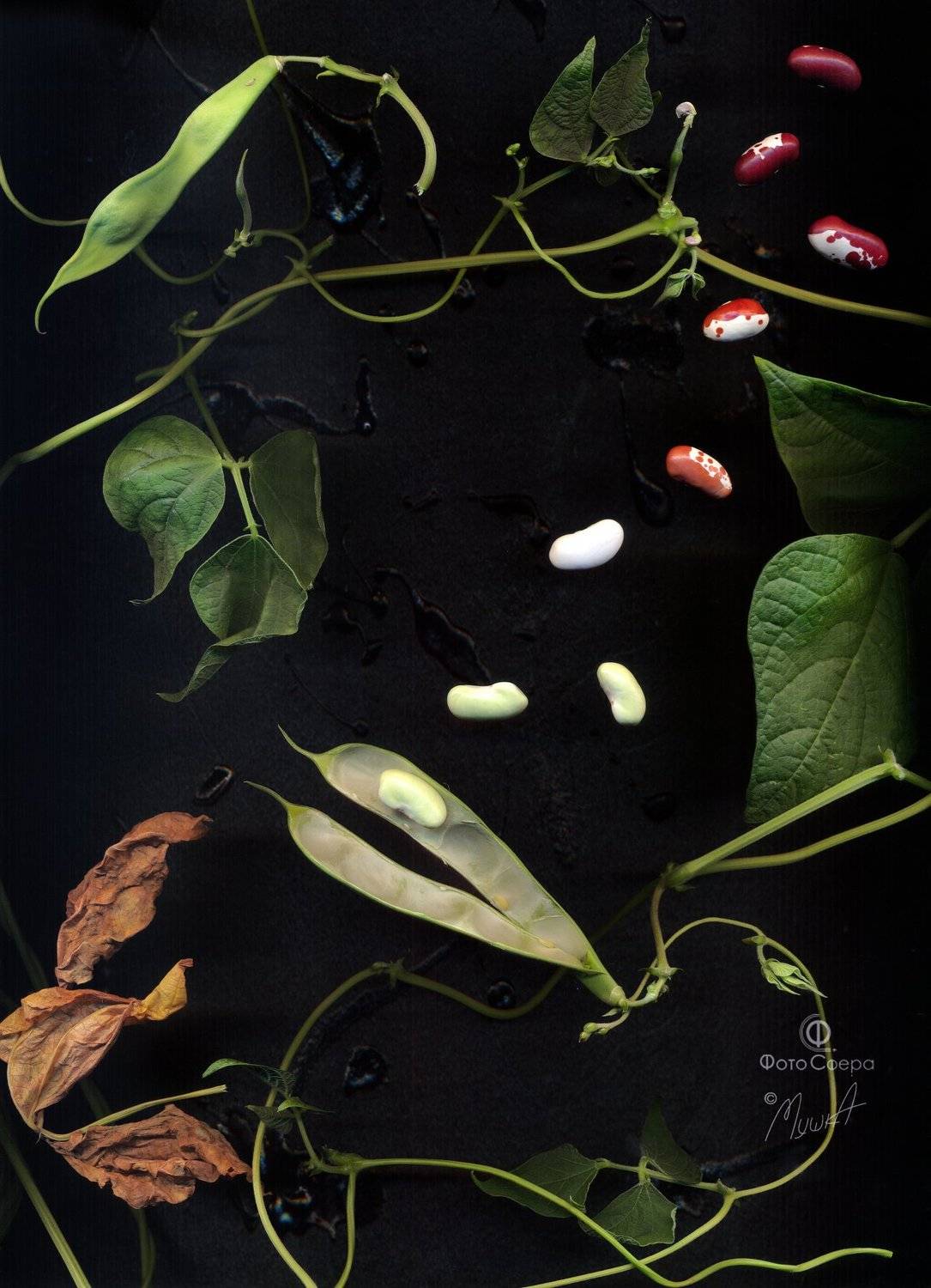 , Динеева Анна