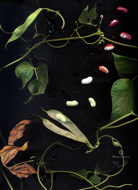 *** фото превью