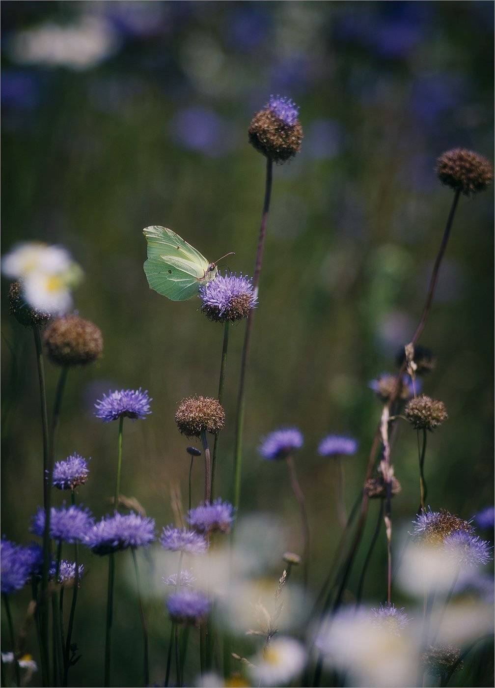 , Рудченко Анатолий