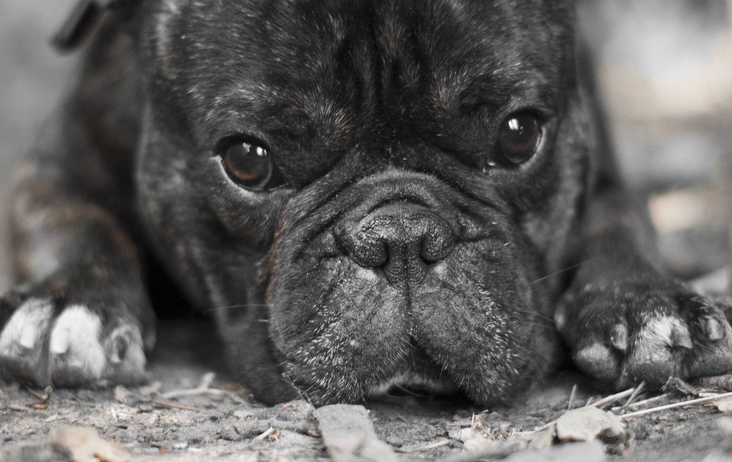 #dog, Kirill Golovan