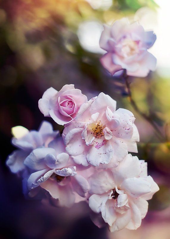 antrisolja bloom фото превью