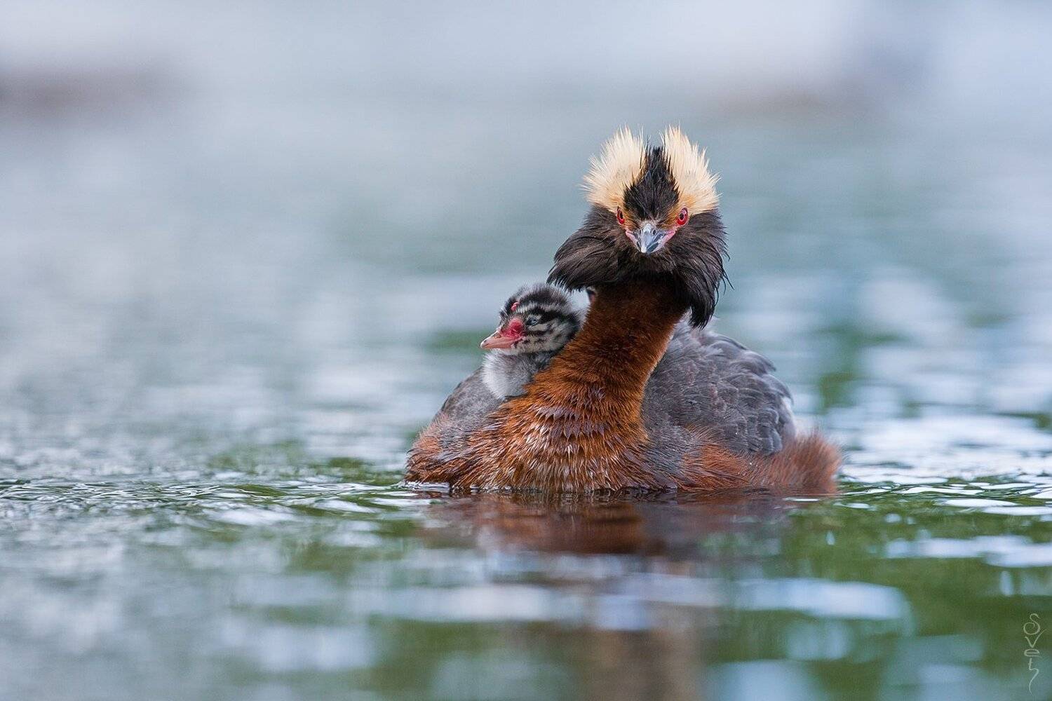 красношейная поганка, Байбекова Светлана