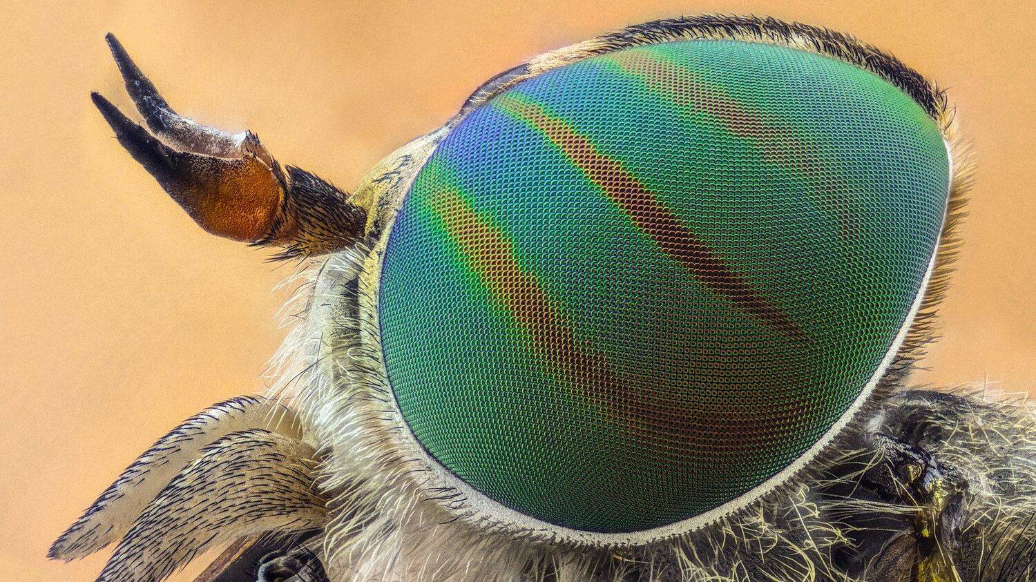 ceclii,macro,lgg4, extrememacro,  макро, Tsvetan Ganev