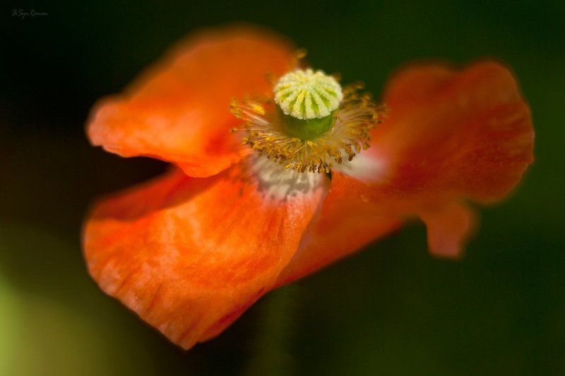 цветы,маки Красный мак ... фото превью