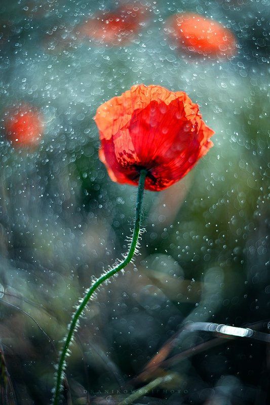 poppy, seed, mak, red, flower, macro, helios, 77m-4, bokeh, single poppy seed фото превью