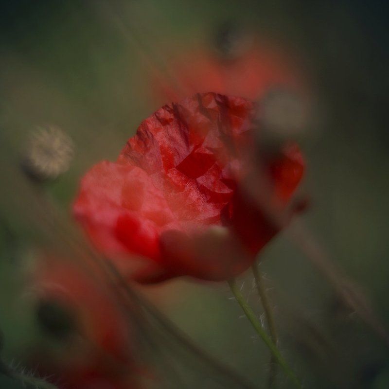 мак Огонёк фото превью