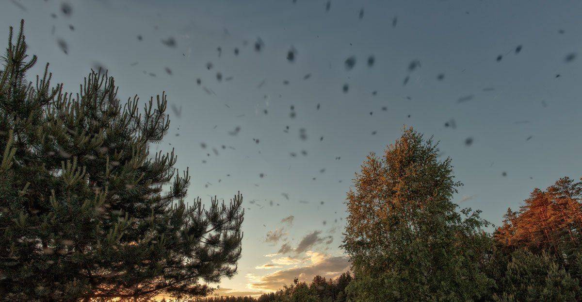 , Хохряков Николай