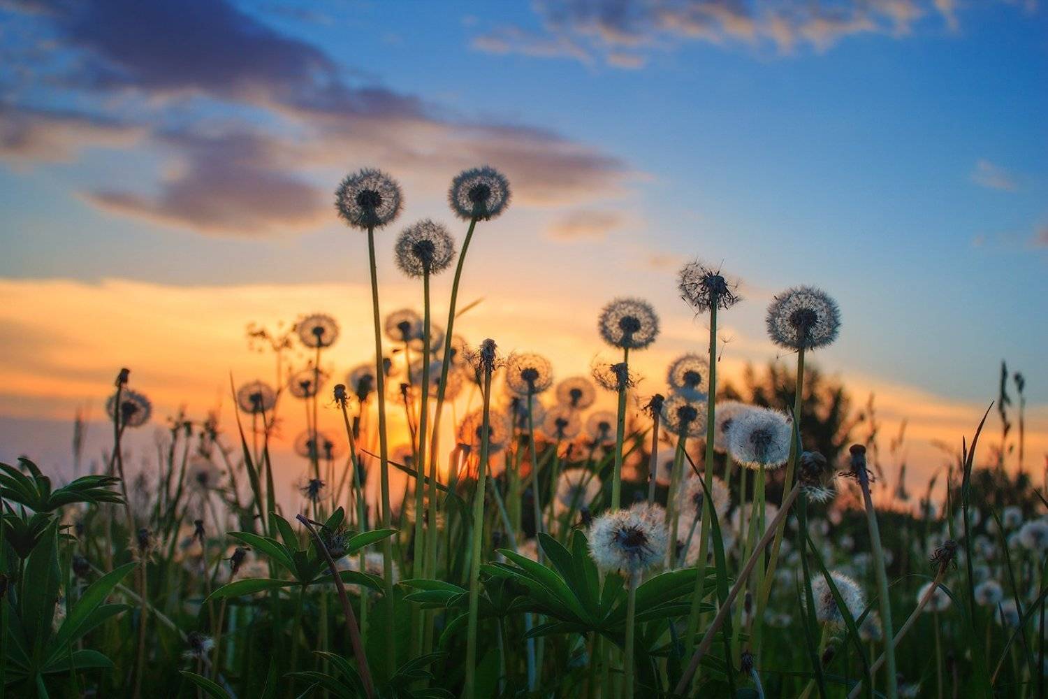 вечер, лето, одуванчики,, Сергей Шабуневич
