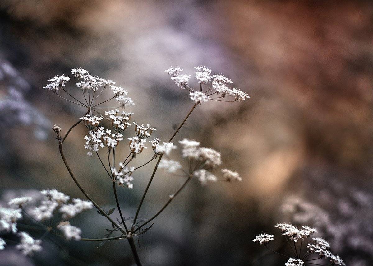 , Чернякова Анна