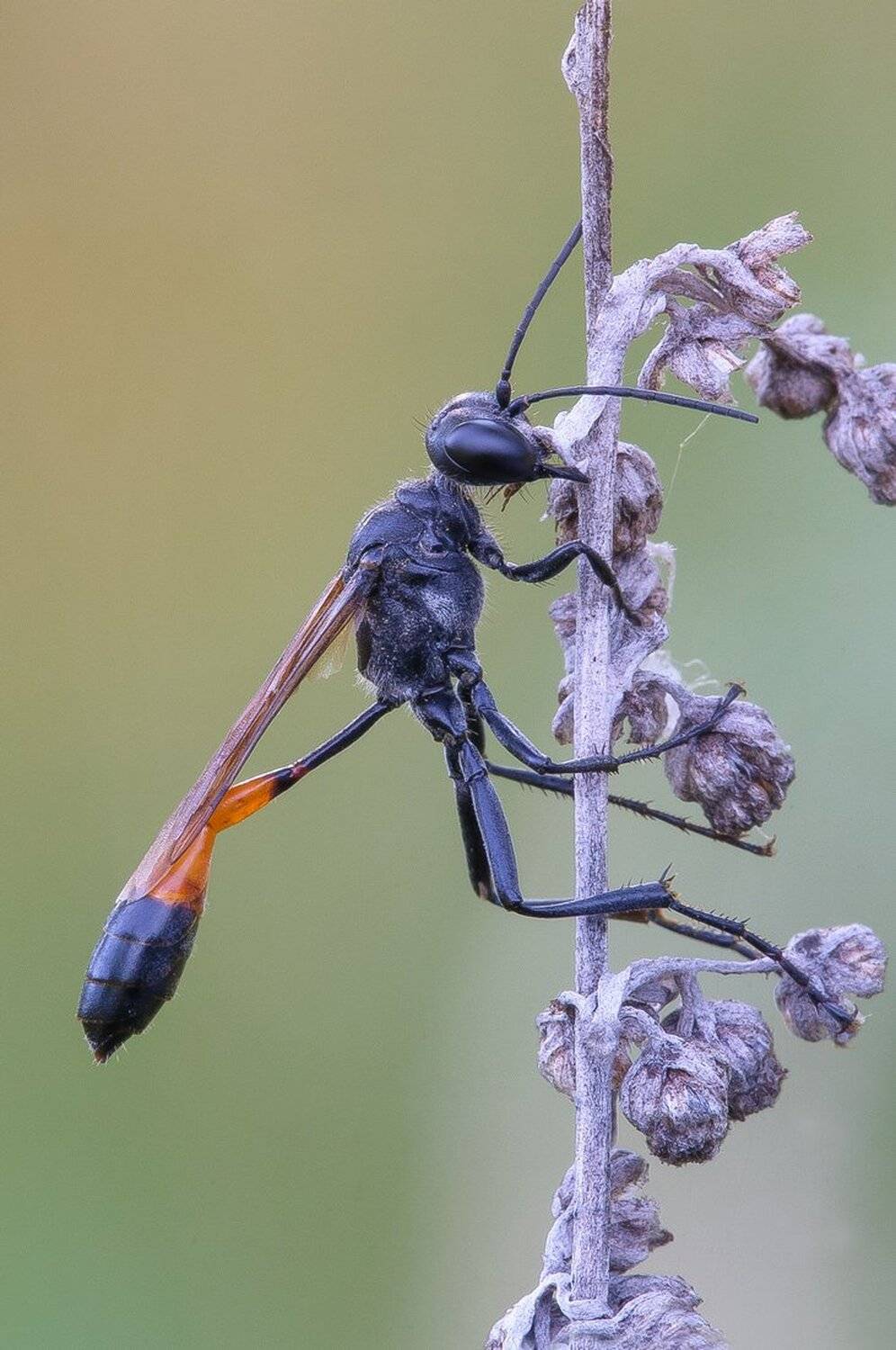, Кузнецов Дмитрий