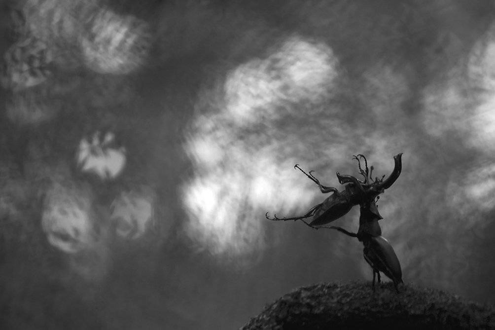 , Иваненко Светлана