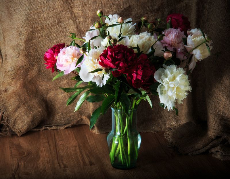 пионы фото превью