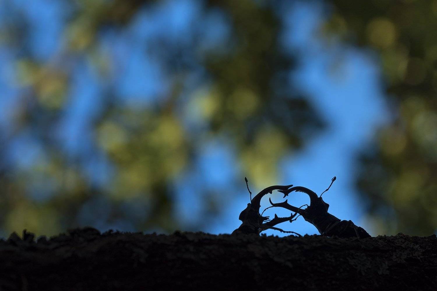 жук-олень, Антон Воронин