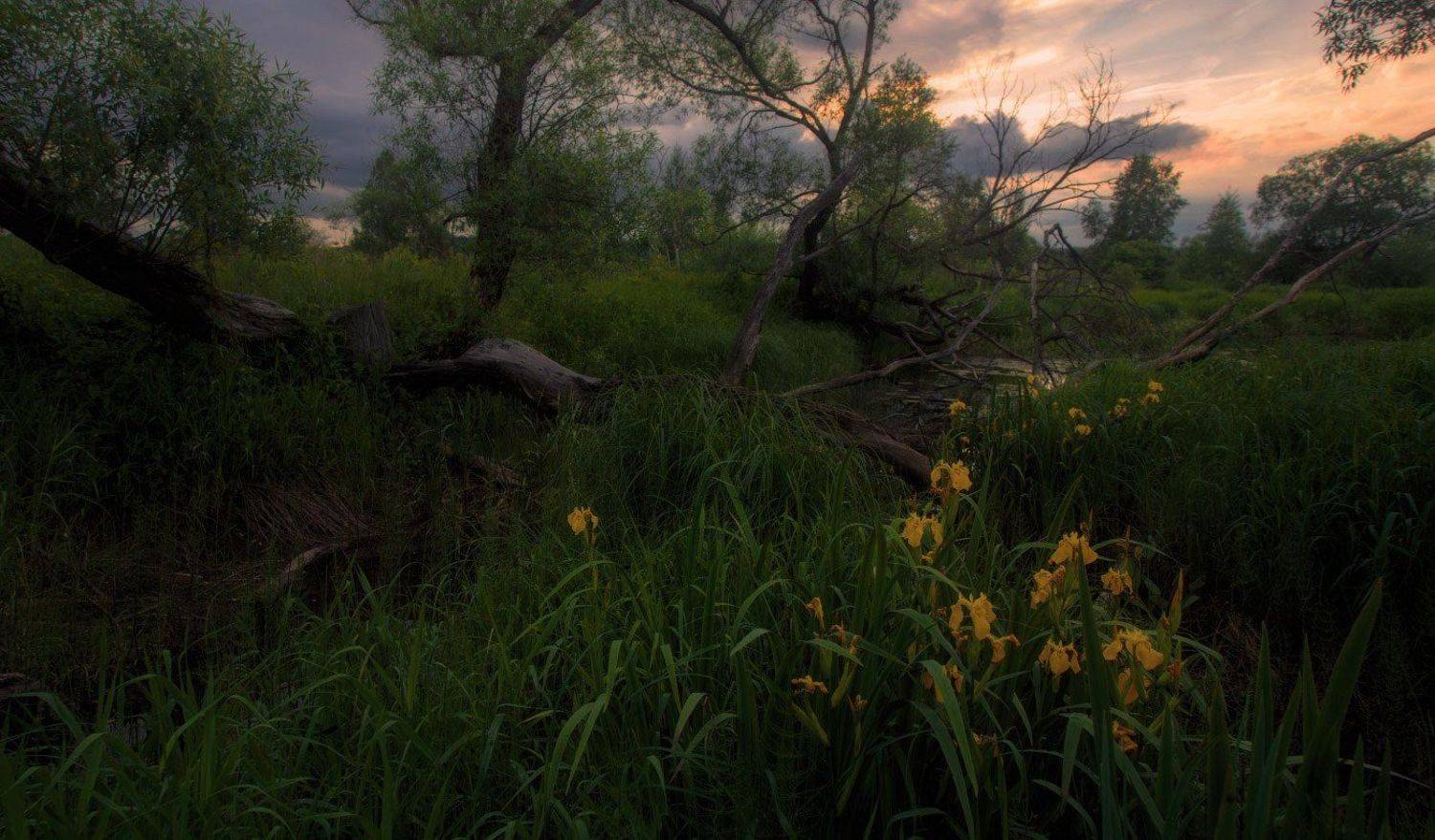 , Михаил Кушнер