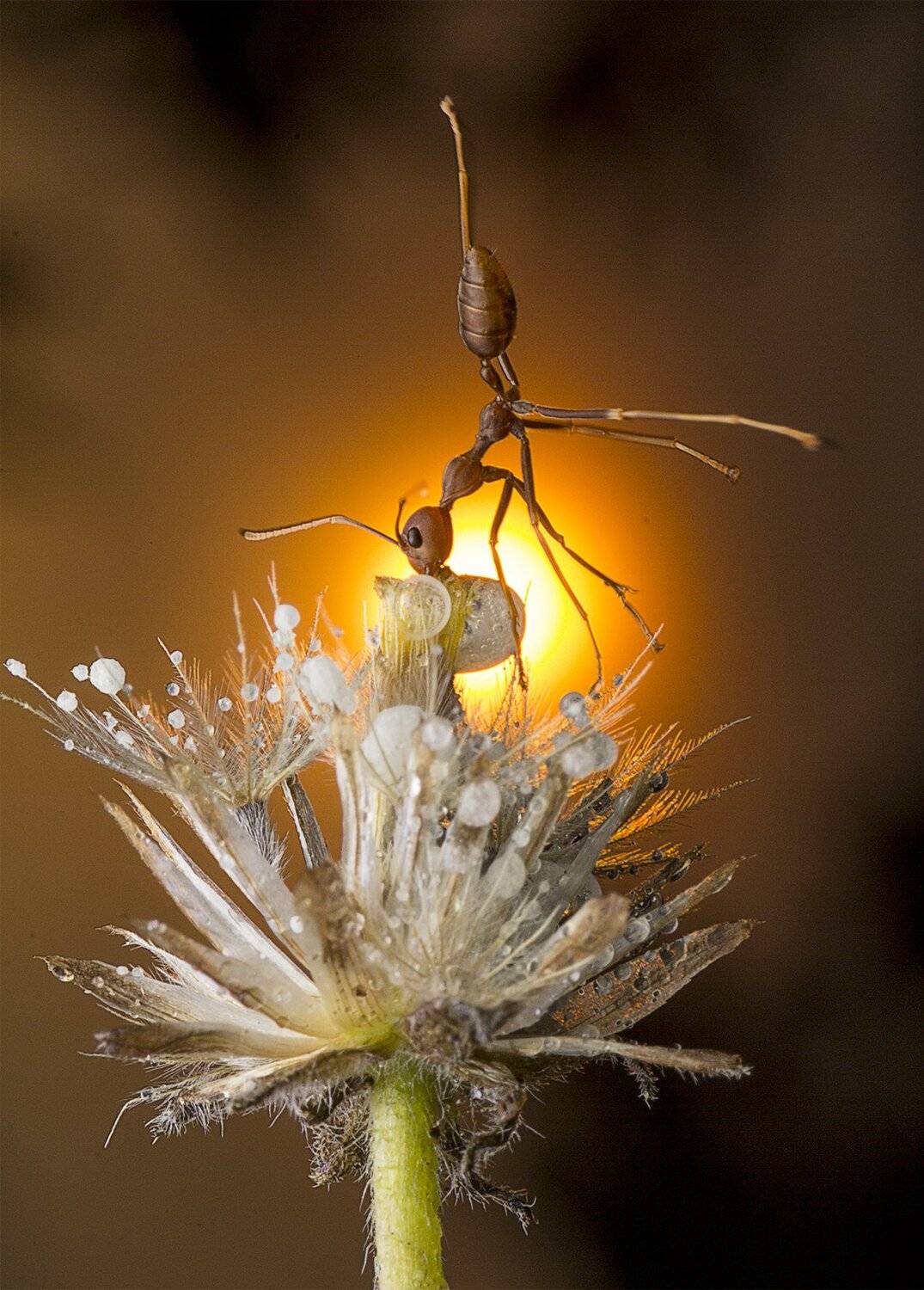#macro#ant#sunset#colors, Choo How Lim