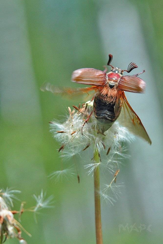 макро, насекомые, майский жук, лето, Шангареев Марс