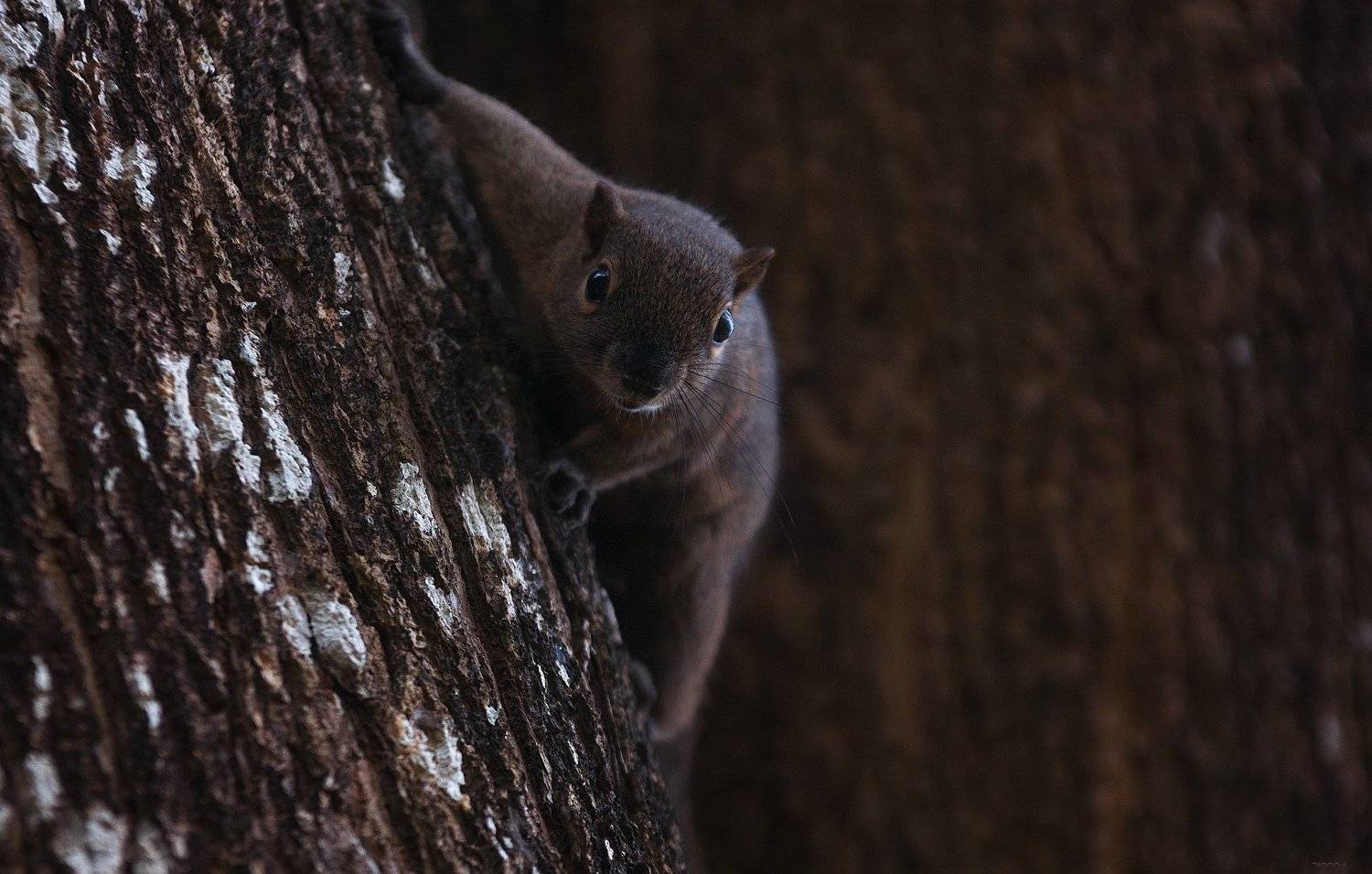 природа, животные, индонезия, Дмитрий Посевич