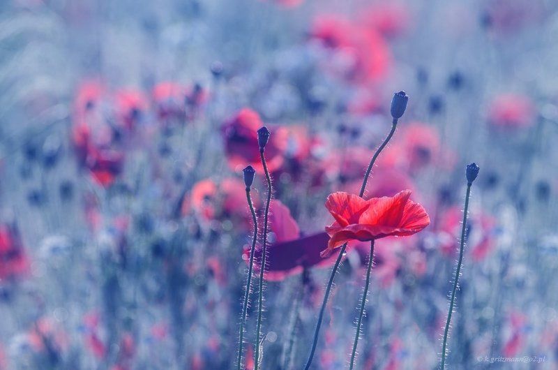 poppy time :) фото превью