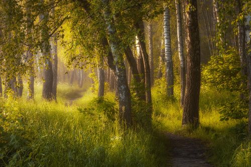/Утро в роще.../