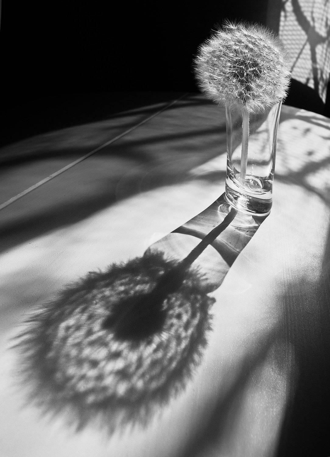 июнь утро свет тень одуванчик, Вениамин Дардык