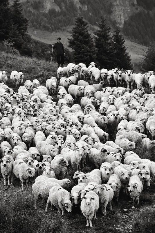 *** фото превью