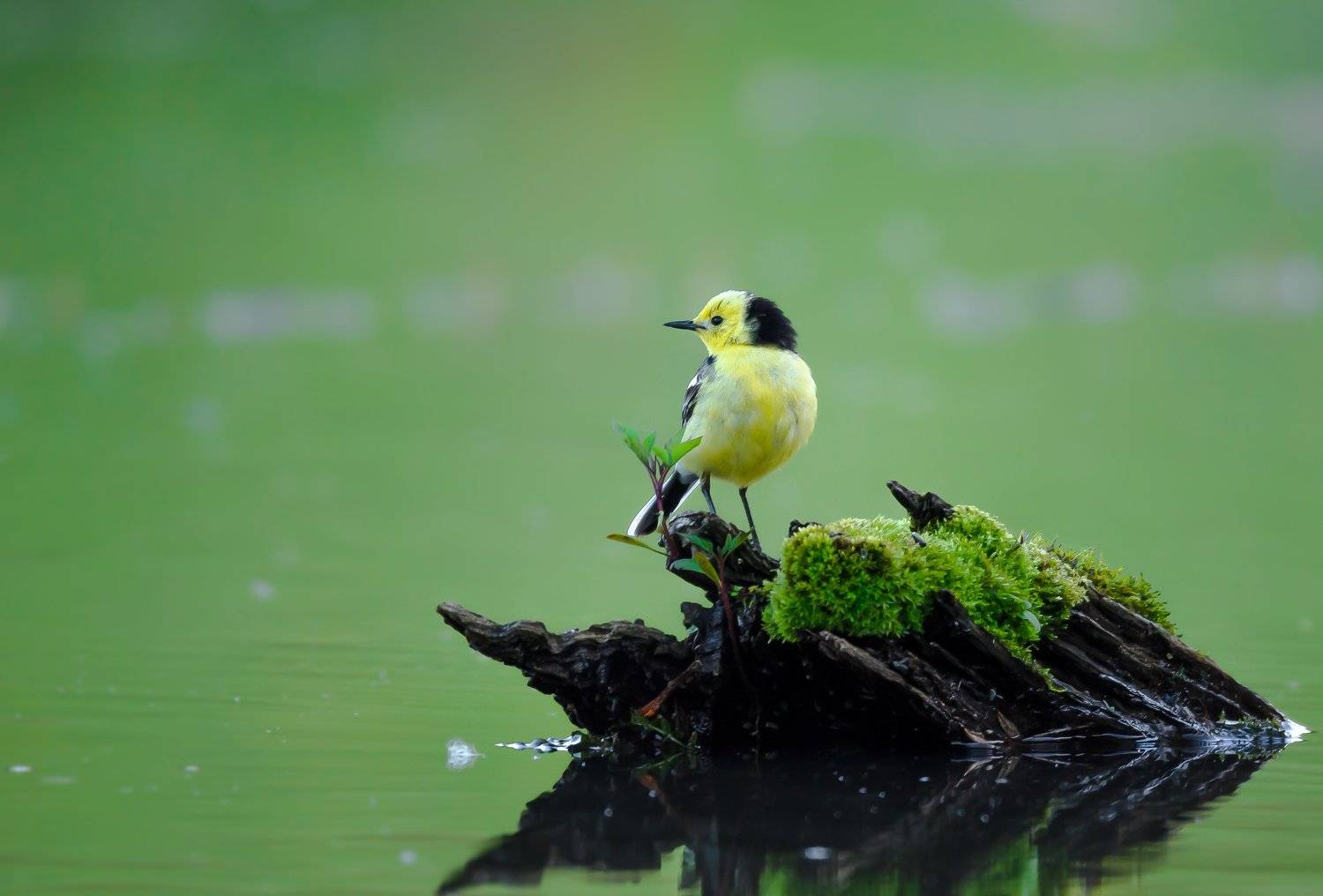 трясогузка, желтоголовая, жёлтый, зелёный, вода, пруд, пенёк, присада, птица, сумерки, лето, Motacilla citreola, дикая природа , Ксения Соварцева