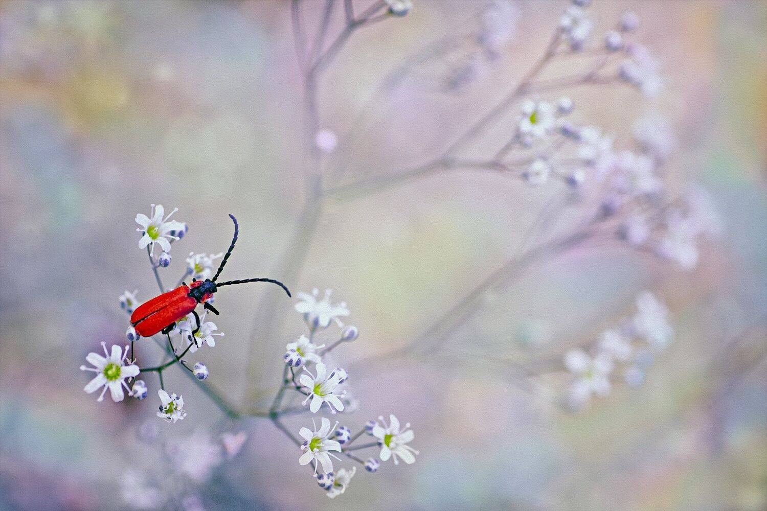 жук, кора, крылья, лапы, тень, черный, красный,цветы,свет,листья, Юрий Котов