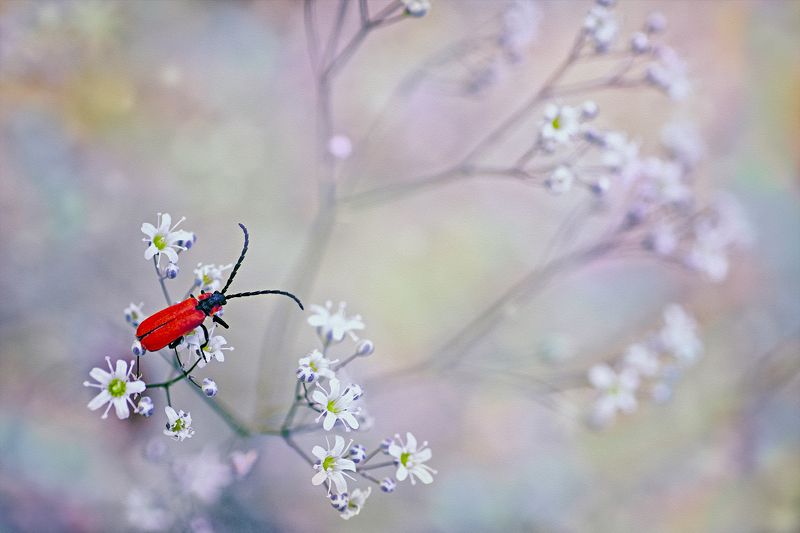 Немного шарма фото превью