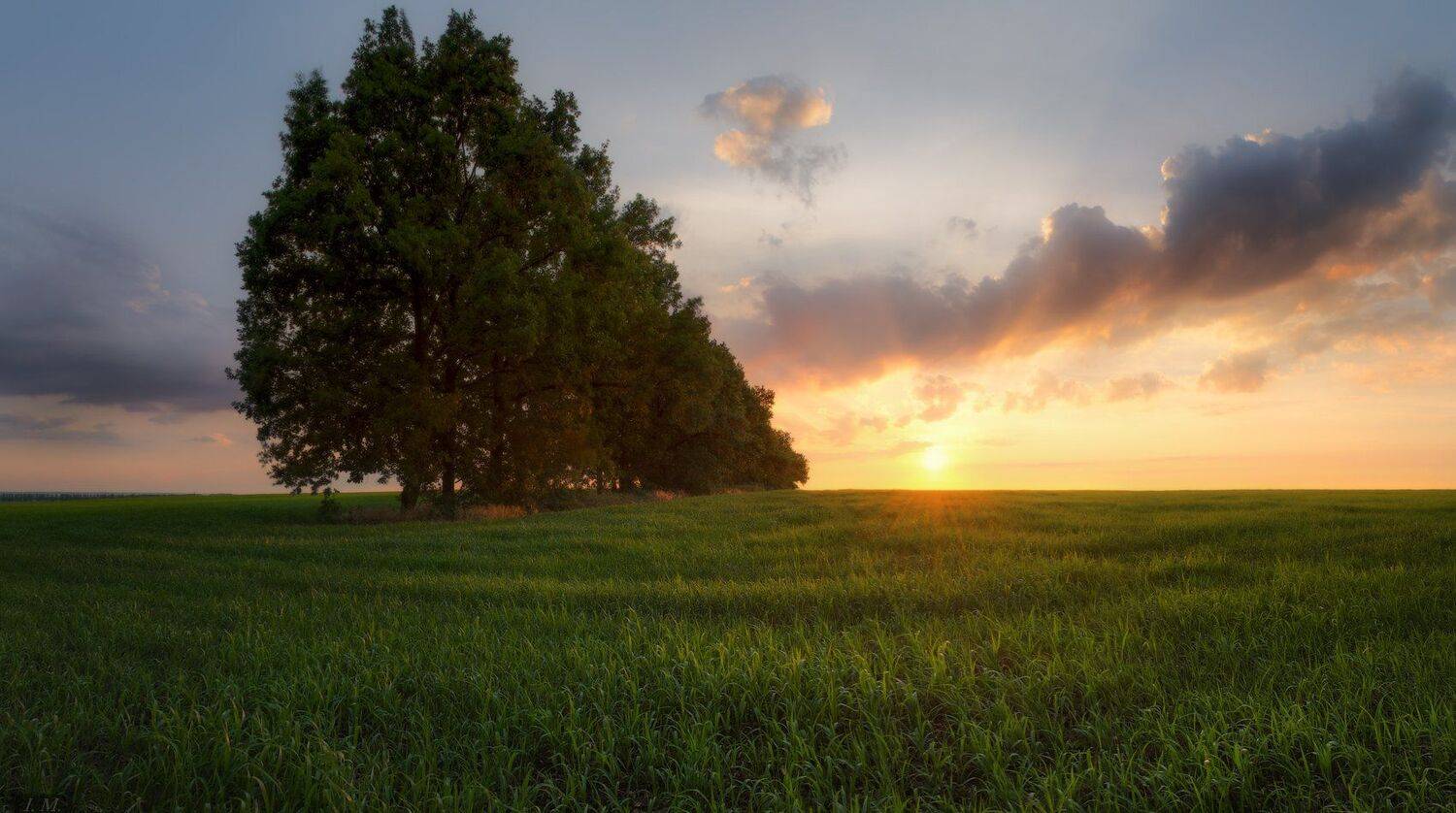 вечер, закат, поле, деревья, роща, облака, свет, лето, июнь, Summer, evening, light, trees, field, sunset, clouds, sky, panorama, wide angle, june, панорама, oak, grove, grass, , I'M