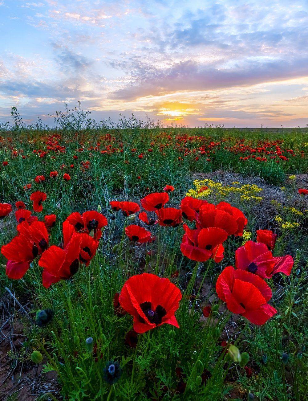 маки, степь, весна, астраханская область, нижние поволжье, весенний закат, солнца, цветы, трава, облака,, Лашков Фёдор