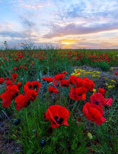 Маки в Астраханской степи.