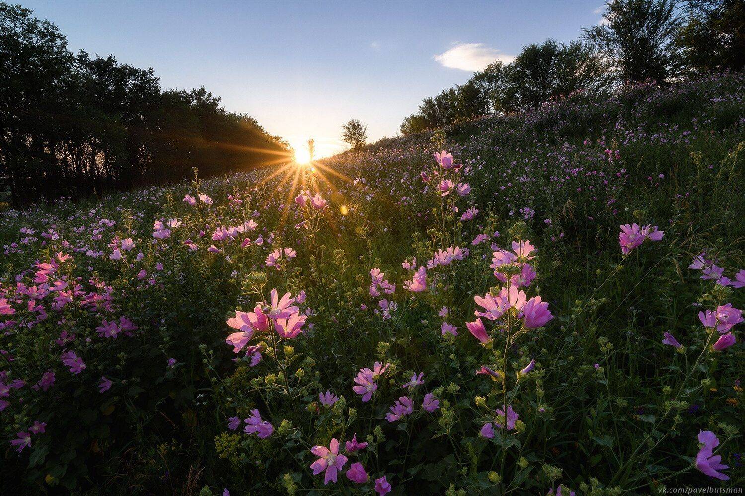Алтай, пейзаж, цветы, закат, солнце, свет, вечер, луг, Павел Силиненко