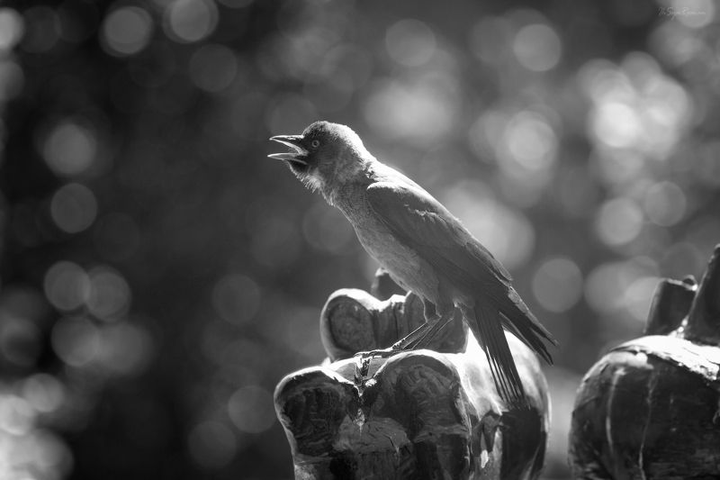 птица,галка Галчонок ... фото превью