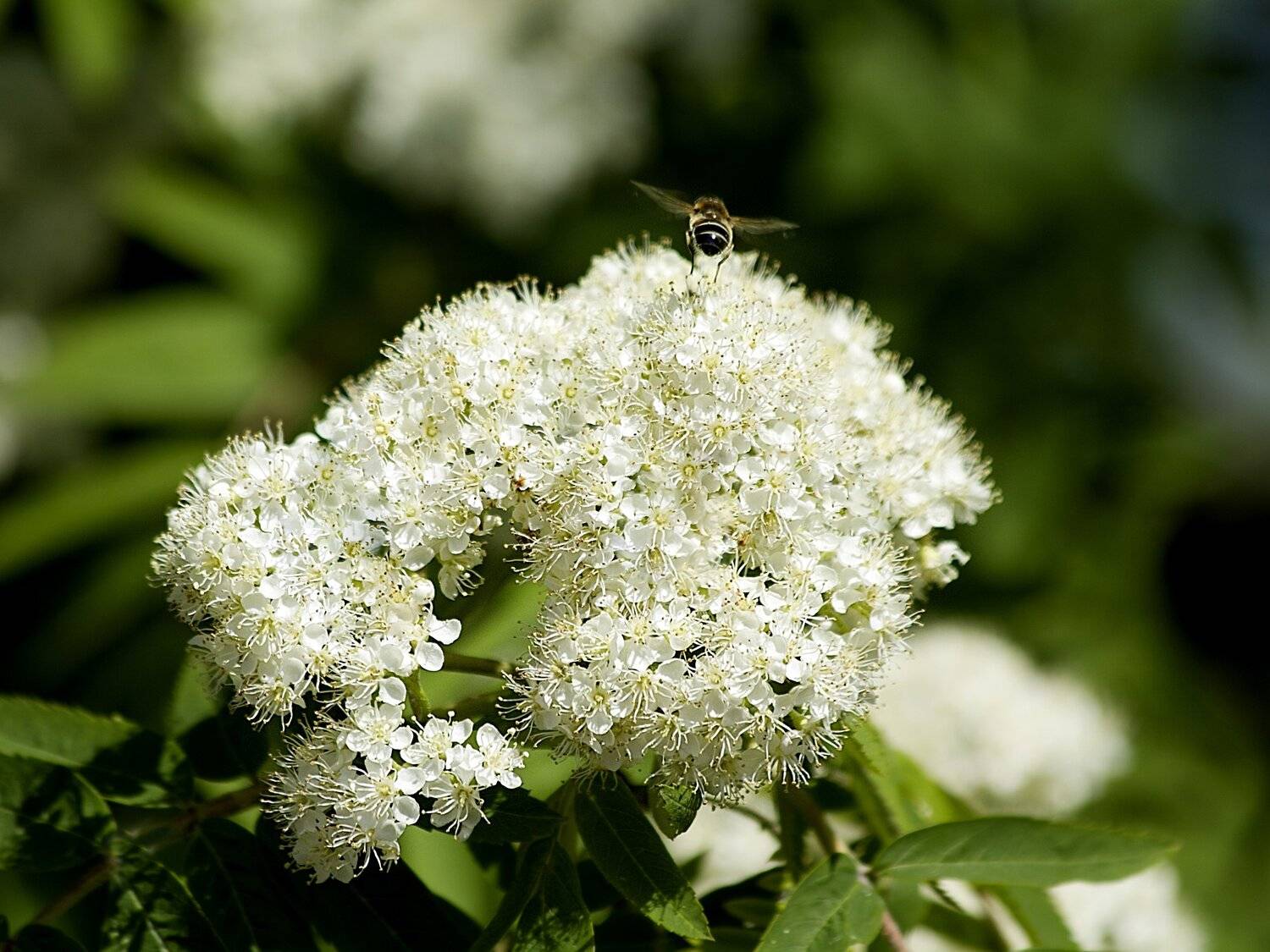 rowan, bee, plants, flowers, tree rowan, tree, blossom, spring, spring time, nature, landscape, country, rural, , DZINTRA REGINA JANSONE