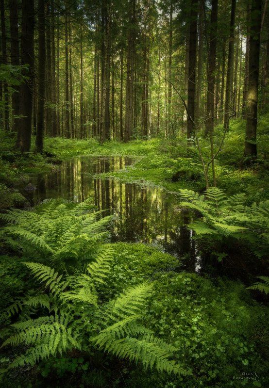 лес,токсово, ленинградская область, папоротник, зелень, мох Зеркало Леса фото превью