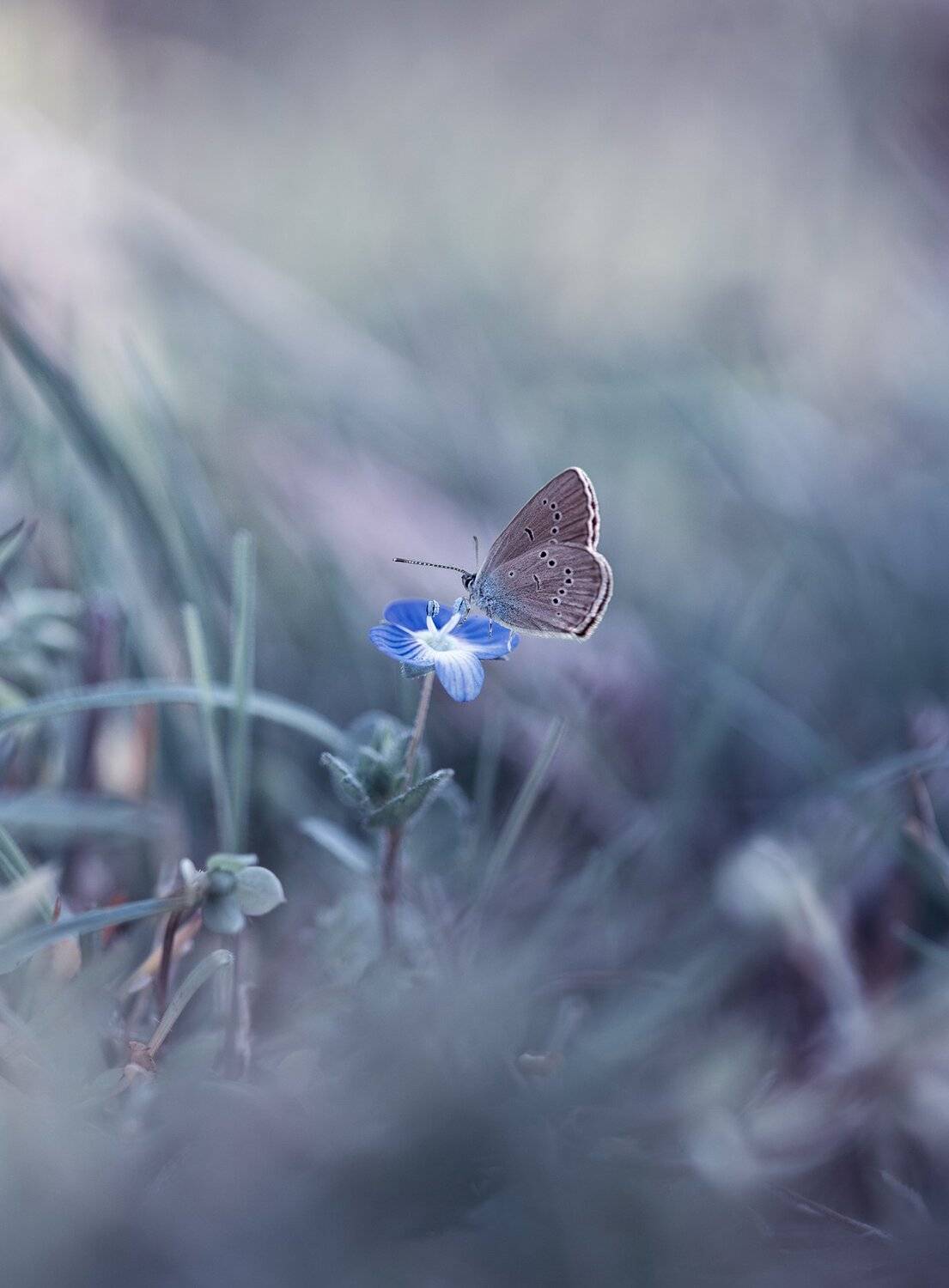 , Naiden Bochev