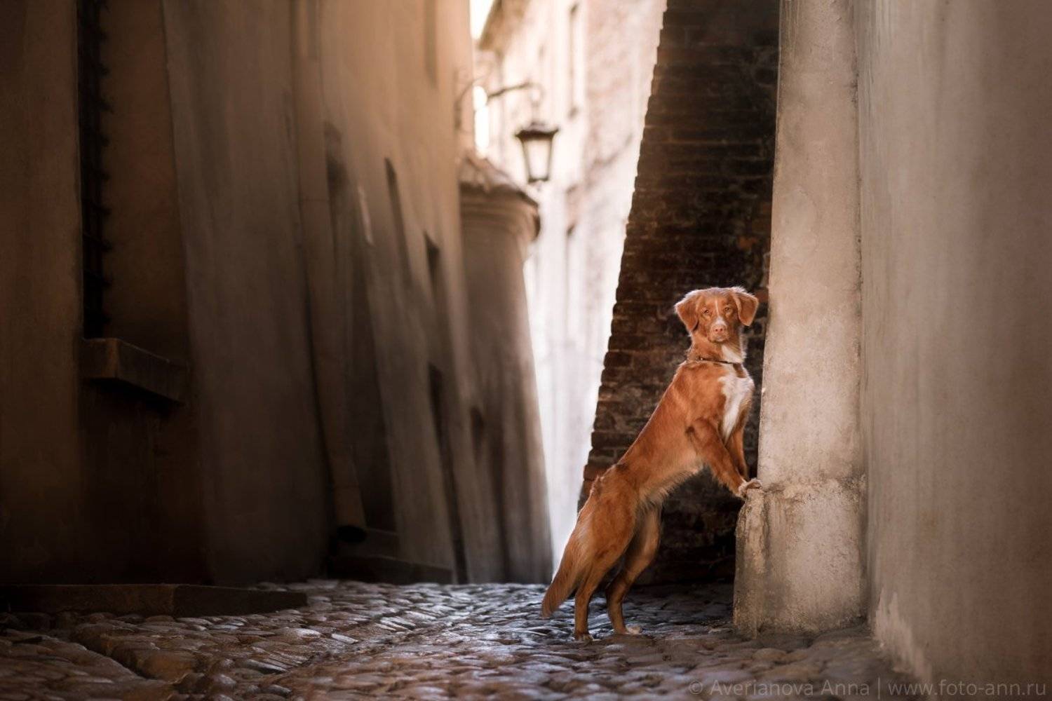 Собака, город, ретривер, Польша, Анна Аверьянова