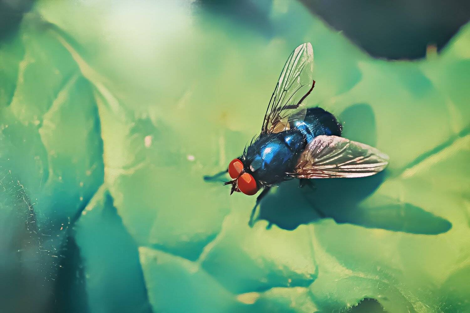 муха, жук, крылья, лист, хобот, свет, муравей, мошки, трава, Юрий Котов