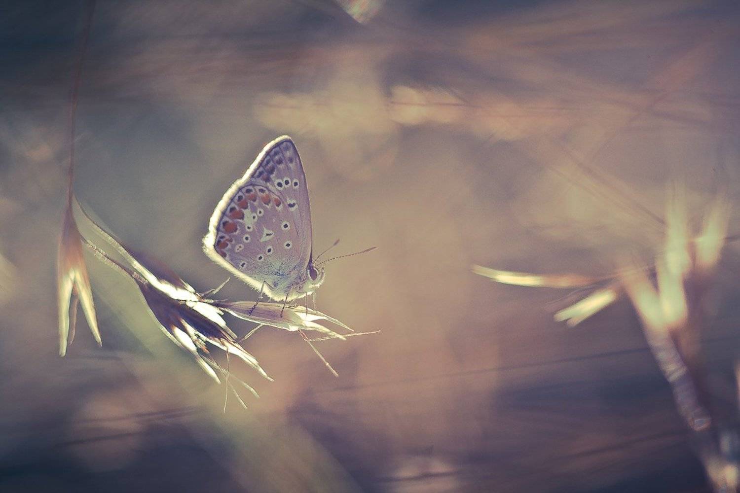 butterfly, nature, Gabriel Prescornita