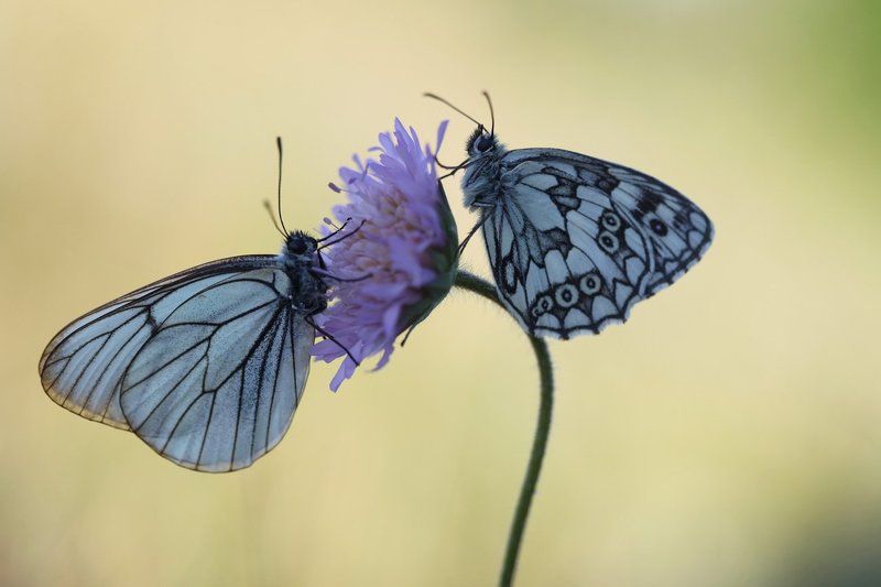боярышница , галатея, Утренние посиделки фото превью