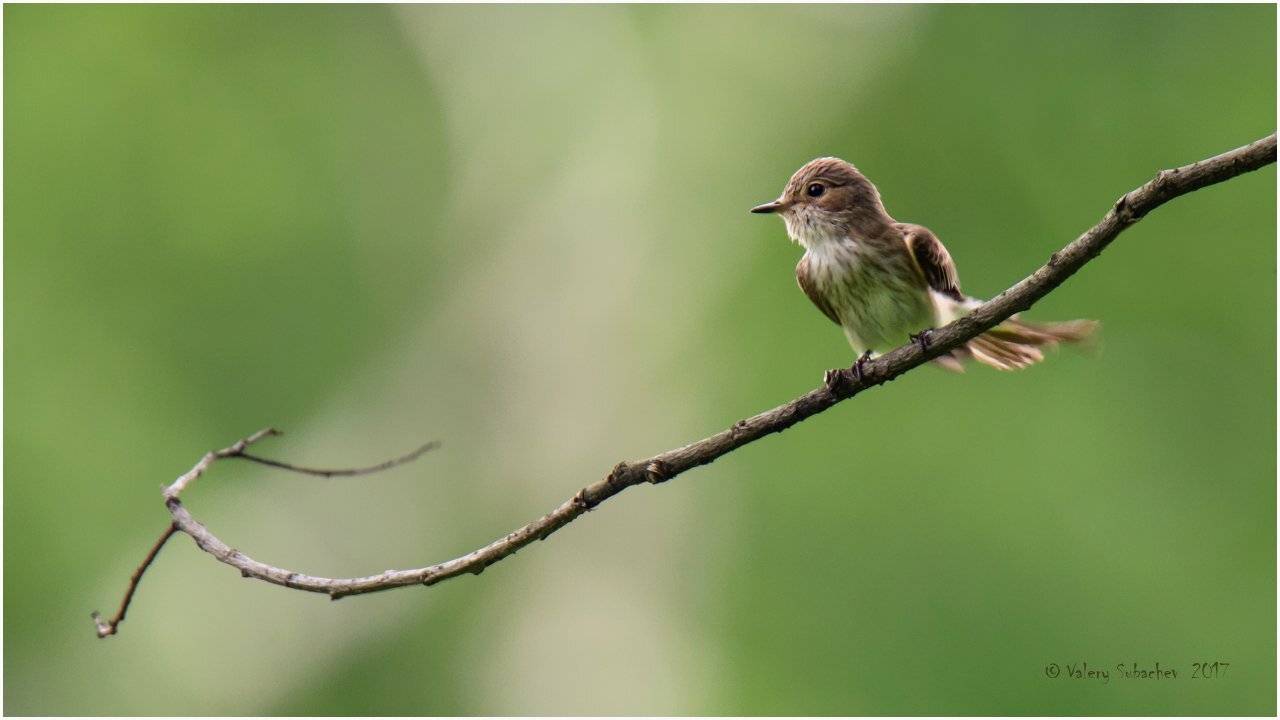 , Валерий Субачев